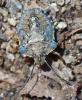 Pentatoma rufipes